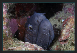Me my shrimp, & eye by Sven Tramaux 